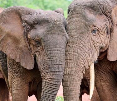 A close-up of two African elephants standing close and nuzzling each other.