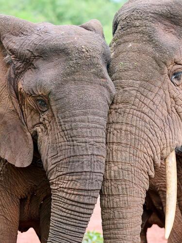 A close-up of two African elephants standing close and nuzzling each other.