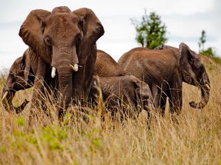 African elephants in the Masai Mara reserve, Kenya