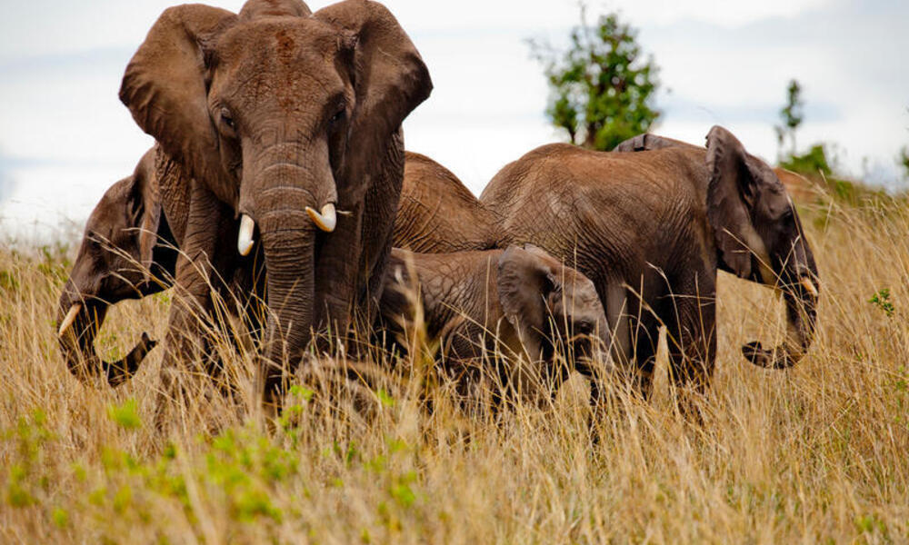 African elephants in the Masai Mara reserve, Kenya