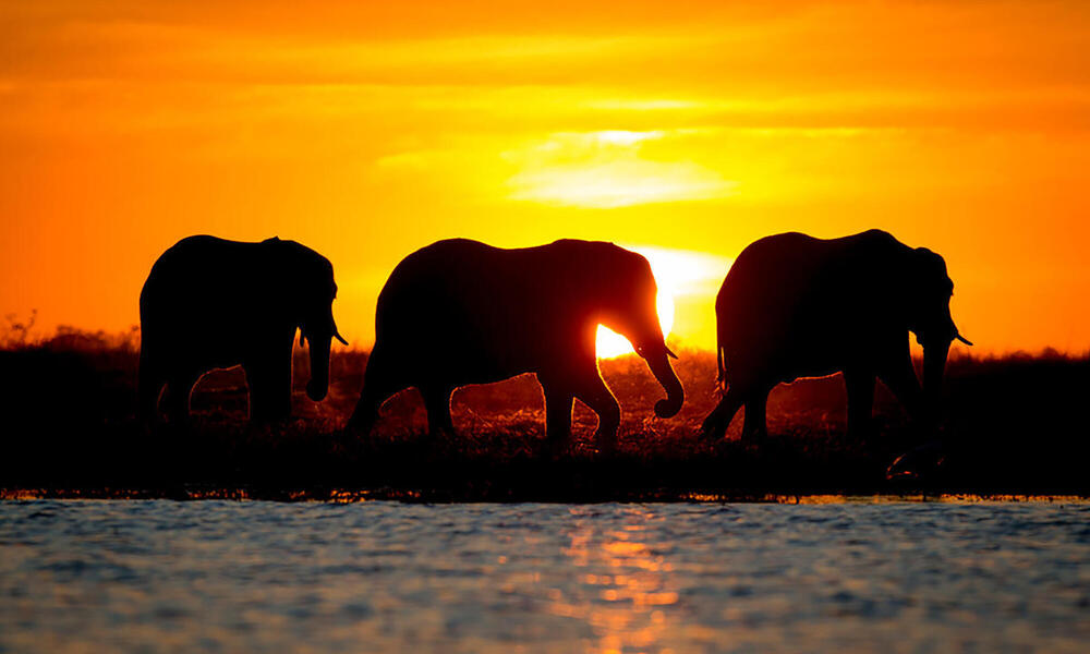 Elephants against the sunset