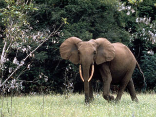 African forest elephant in Gabon