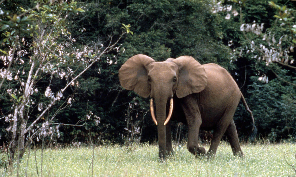 African forest elephant in Gabon