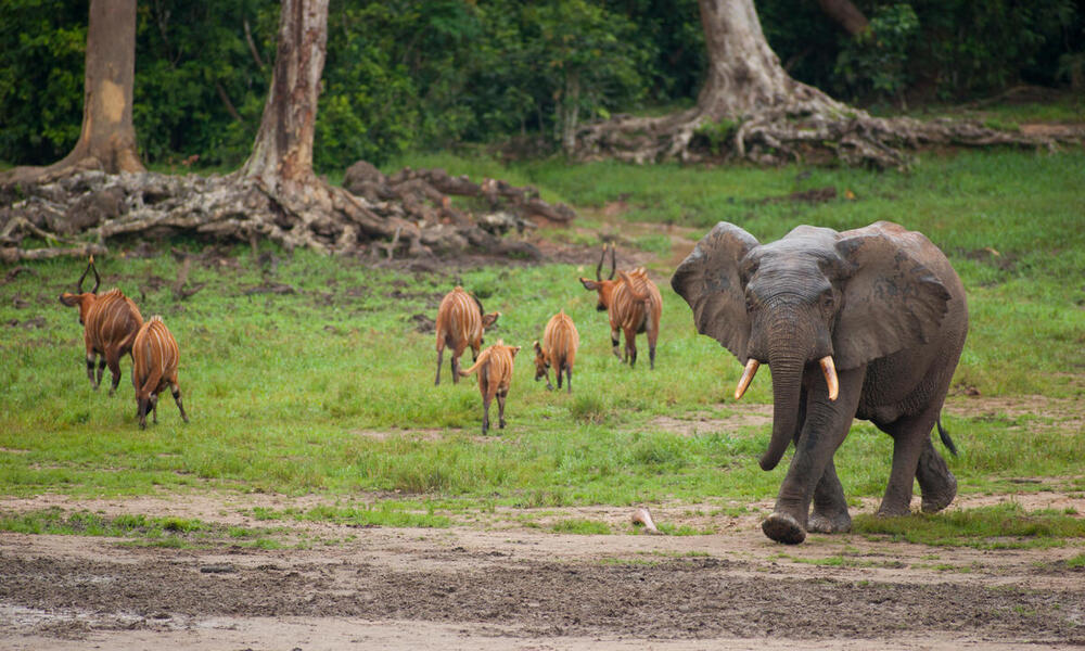 Living among the trees: Five animals that depend on forests | Stories | WWF