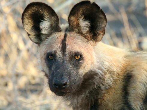 Close up portrait of an African wild dog