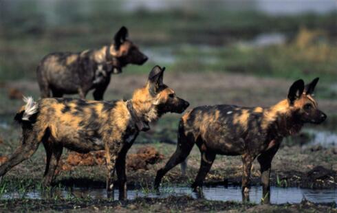 Side view of three African wild dogs all standing on muddy ground, two wearing tracking collars around their necks