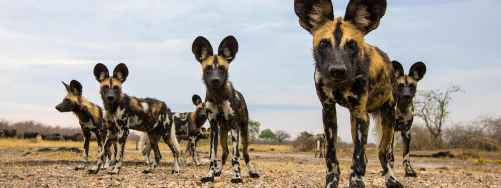 African wild dogs in Zamibia