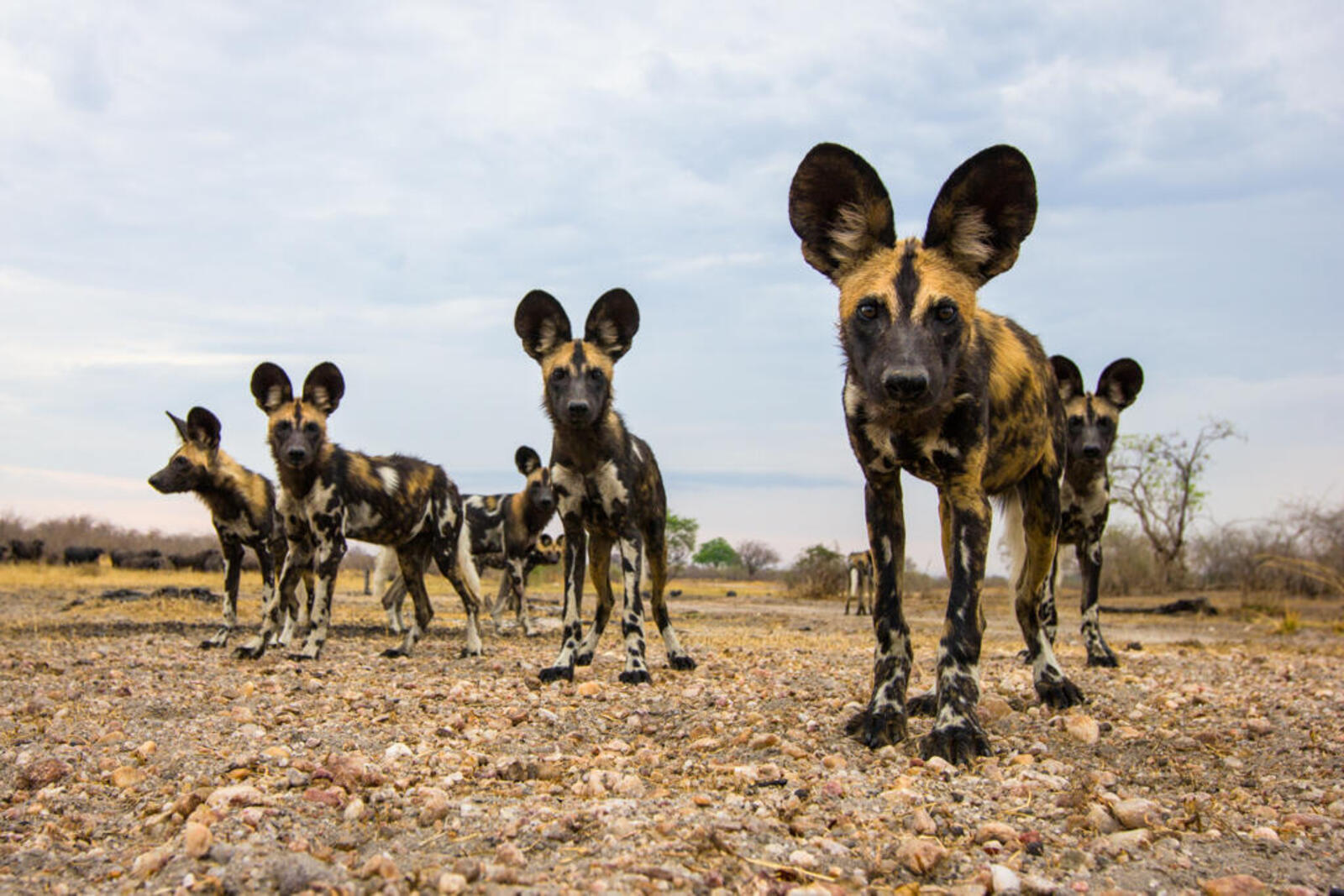 African wild dogs in Zamibia