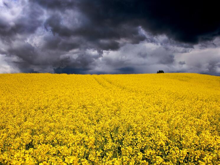 Yellow field of flowers under very story sky