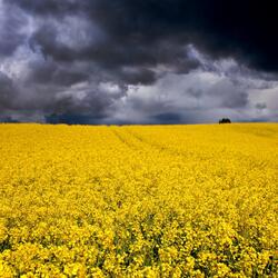 Yellow field of flowers under very story sky