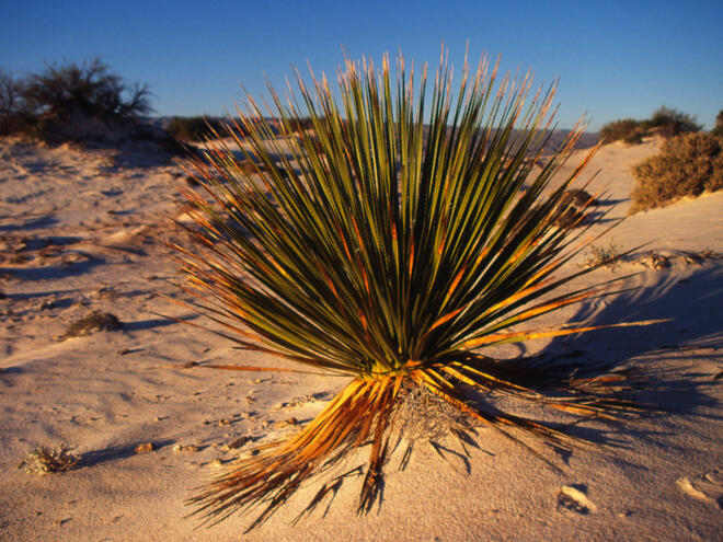 Deserts Habitats Wwf