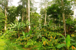 cocoa and plantains in the same field