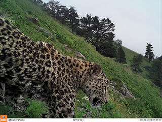 Photo of a Persian Leopard on Mount Akhun taken by a camera trap
