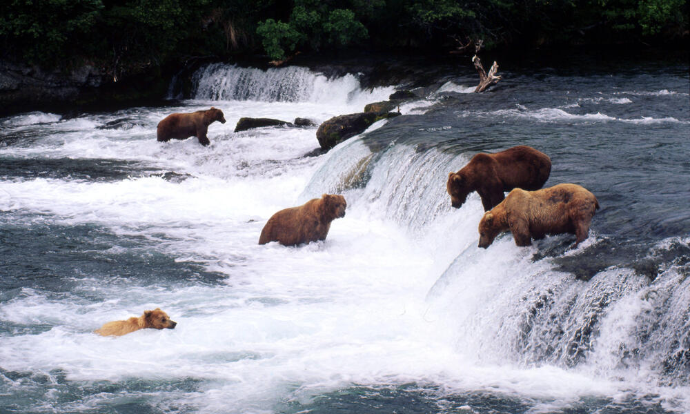 Brown Bears Fishing