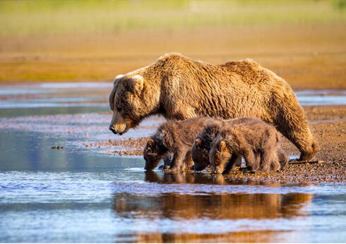 Brown bear and cubs at waterside