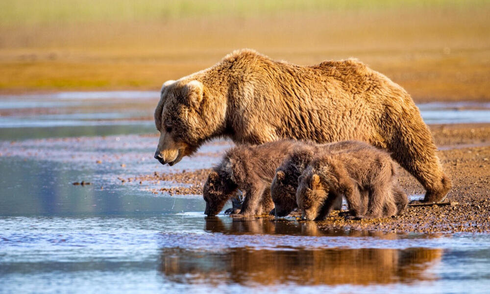 Brown bear and cubs at waterside