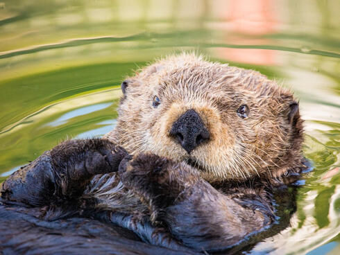 Sea otter closeup of face