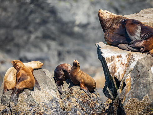 Sea lions lounging on rocks