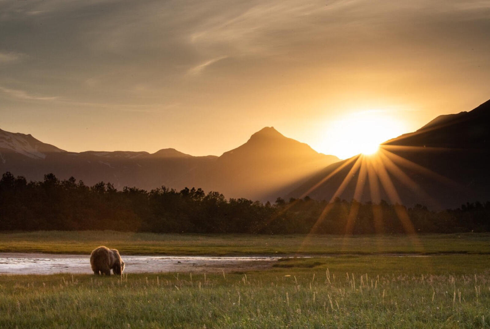 Brown bear waterside with sunset over mountains