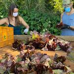 Two people in masks sort lettuce