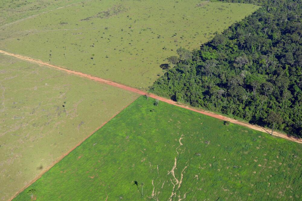 Aerial view cropland outlined adjacent to forests