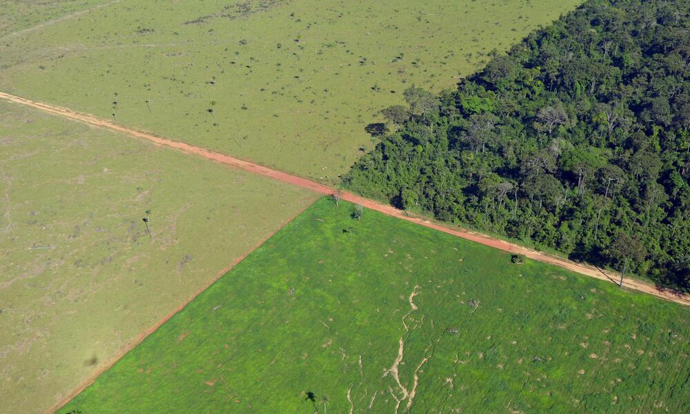 Aerial view cropland outlined adjacent to forests