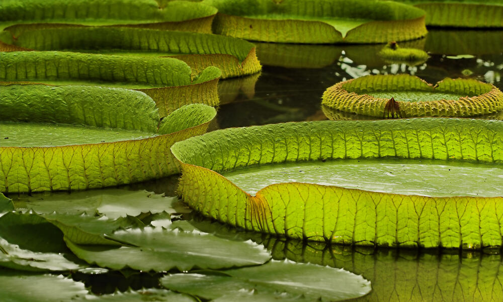 amazon river water plants