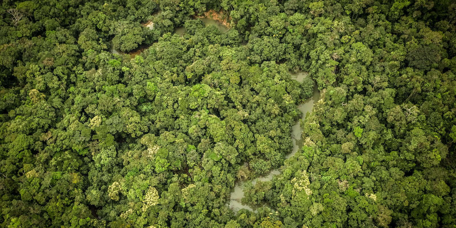 Climate and the rainforest - Rainforest Rescue