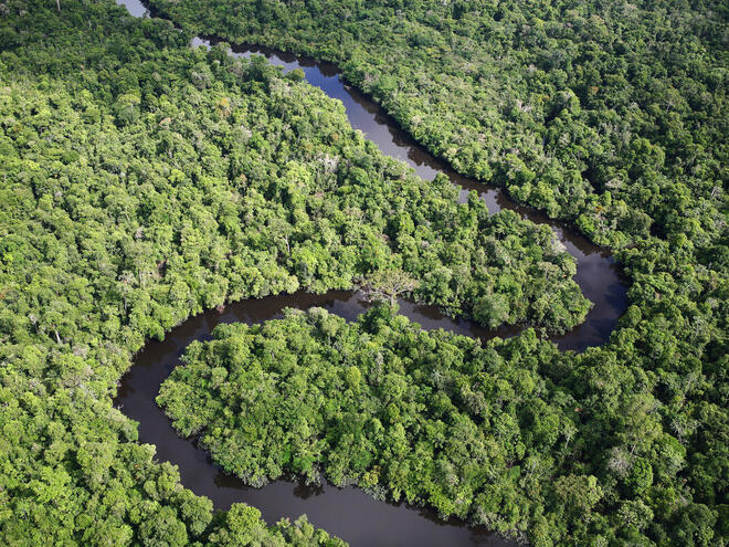 Aerial view of the Amazon with a river running through green canopy