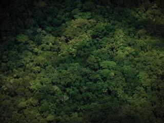 Aerial View of Amazon