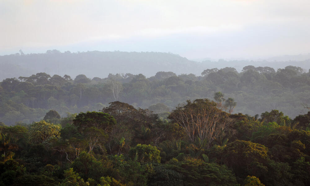 Aerial view of Amazon