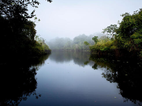 Waterway in Peruvian Amazon runs through trees
