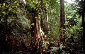 Amazon Rainforest, Brazil