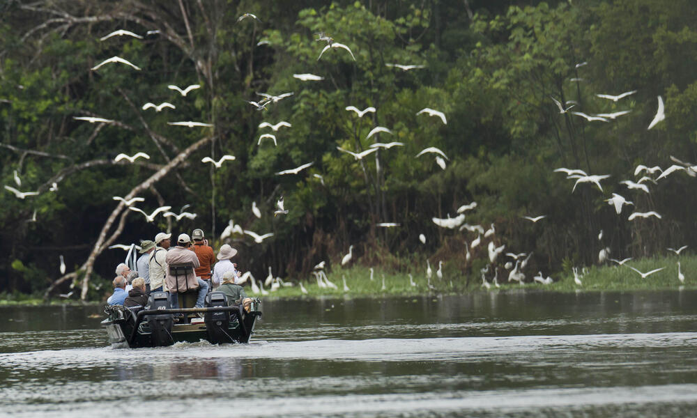 Travellers bird watch in the Peruvian Amazon
