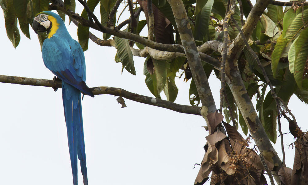 Blue-and-yellow macaw, Ara ararauna, in the Pacaya Samira Reserve in the Peruvian Amazon