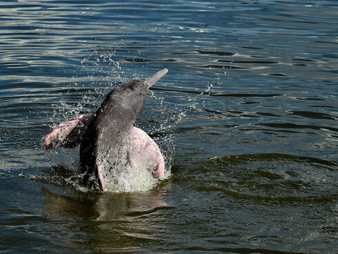 An Amazon river dolphin leaps out of the water on a sunny day