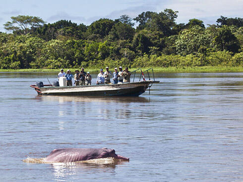 Amazon River Dolphin