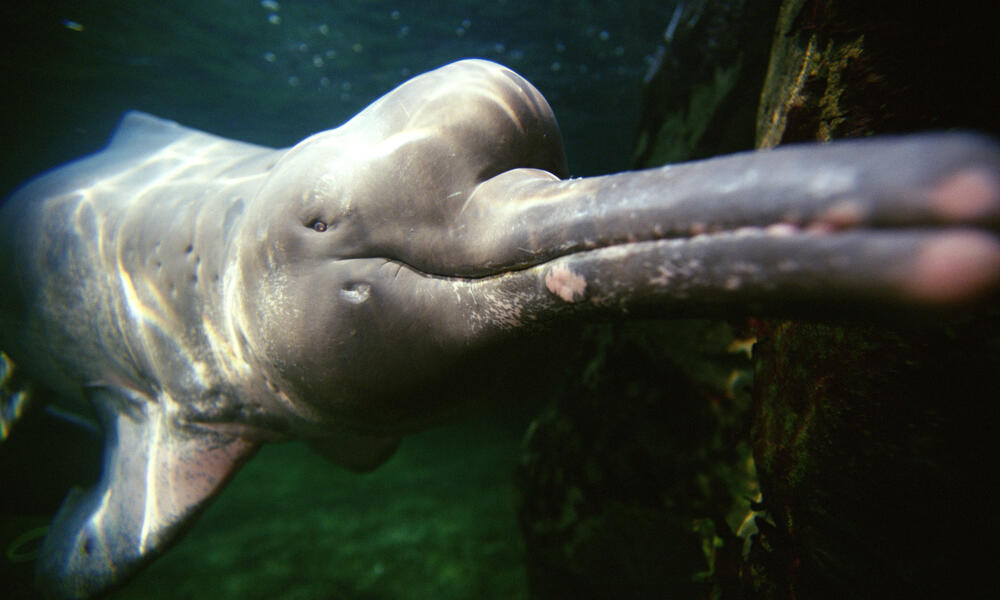 Amazon River Dolphin Pink Dolphins Species Wwf