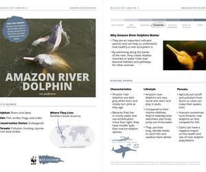 Amazon River Dolphin
