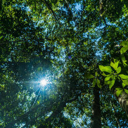 view from below looking up into the treetops with sunlight bursting through the canopy