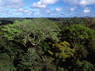 Aerial view of Amazon upland rainforest with a Dinizia excelsa tree in Caxiuana NF, Para, Brazil