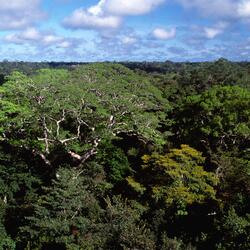 Aerial view of Amazon upland rainforest with a Dinizia excelsa tree in Caxiuana NF, Para, Brazil