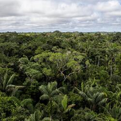 View of Colombian Amazon rainforest canopy and blue sky
