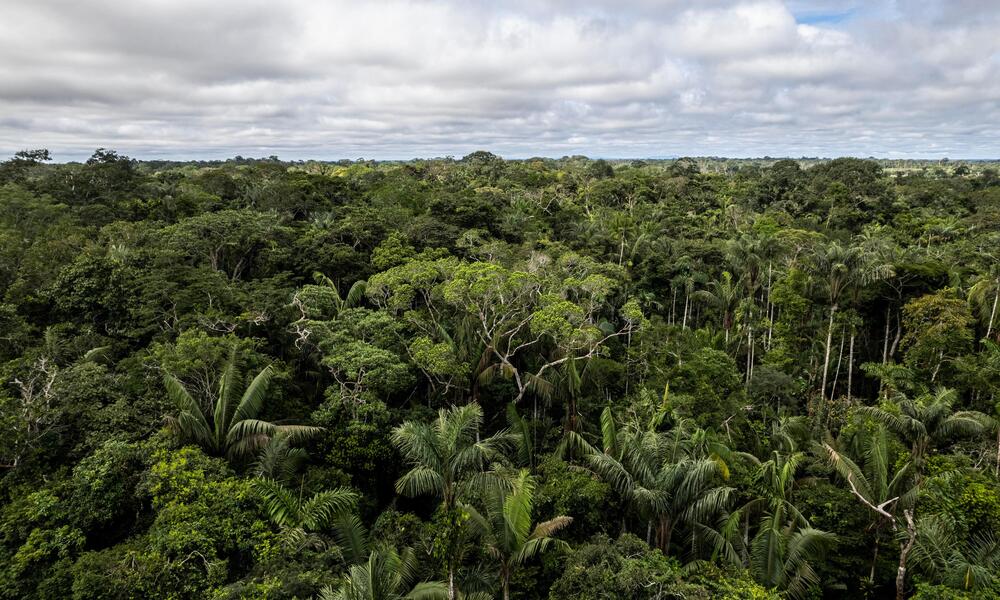 View of Colombian Amazon rainforest canopy and blue sky