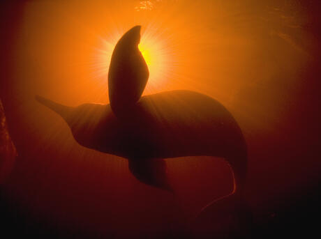 baby pink amazon river dolphin