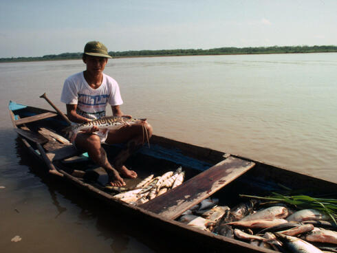 Amazon river dolphin