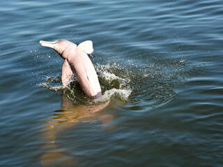 Amazon river dolphin jumping out of the water