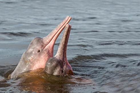 two pink and grey Amazon river dolphins with their heads poking up out of the water