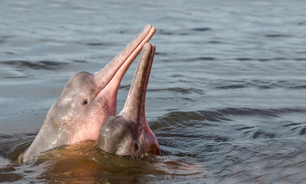 two pink and grey Amazon river dolphins with their heads poking up out of the water