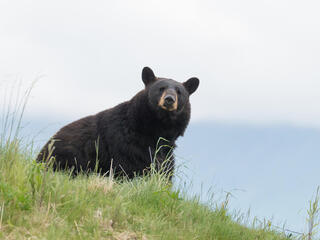 American black bear (Ursus americanus) in Alaska, United States